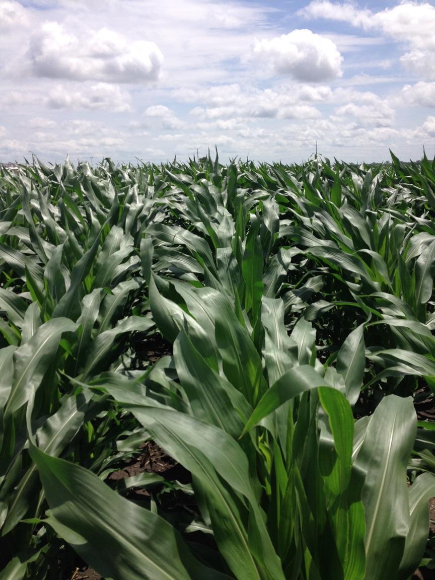 6-15-15 Tall Rows.jpg